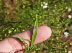 Botryosphaeria dothidea