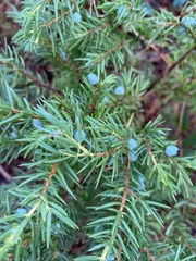 Juniperus communis depressa