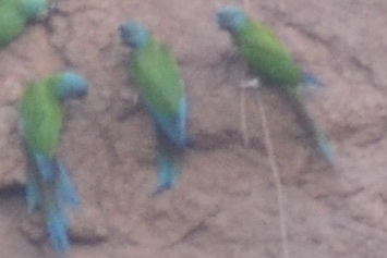 Blue-headed Macaw (Primolius couloni), photo 7