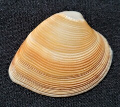 Lamelliconcha concinna