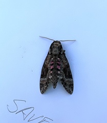 Agrius cingulata