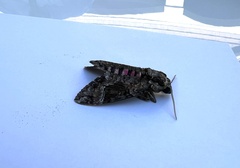 Agrius cingulata