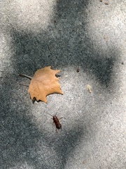 Periplaneta americana