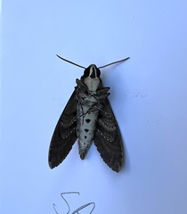 Agrius cingulata