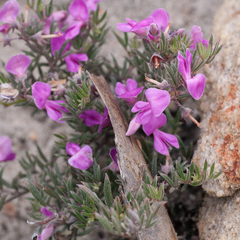 Indigofera pilgeriana