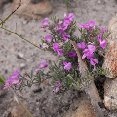 Indigofera pilgeriana