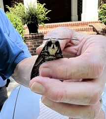 Agrius cingulata