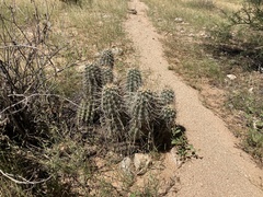 Echinocereus engelmannii engelmannii