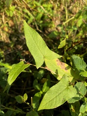 Persicaria arifolia