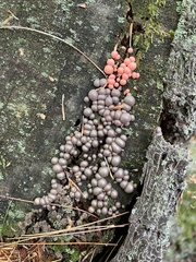 Lycogala epidendrum