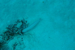 Malacanthus plumieri