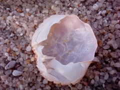 Polybius henslowii