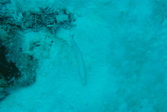 Malacanthus plumieri