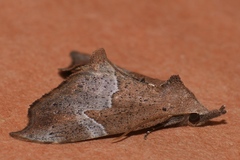 Mecistoptera lithochroa