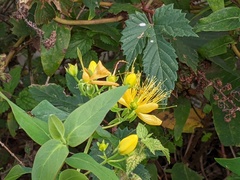 Hypericum hircinum