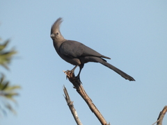 Corythaixoides concolor