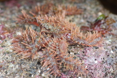 Hapalogaster mertensii