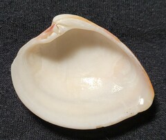 Lamelliconcha concinna