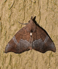 Mecistoptera lithochroa