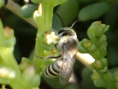 Colletes moricei