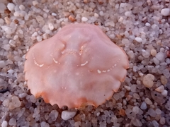 Polybius henslowii