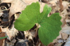 Sanguinaria canadensis