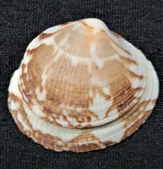 Leukoma asperrima