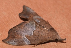 Mecistoptera lithochroa