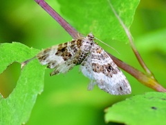 Larentiinae
