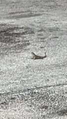 Leiocephalus carinatus