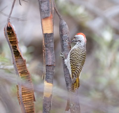 Chloropicus fuscescens