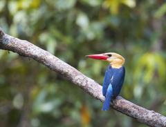 Pelargopsis capensis