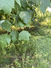 Acer rubrum