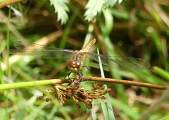 Sympetrum sanguineum