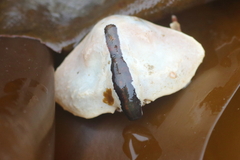 Cryptolithodes typicus