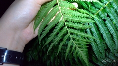 Sphaeropteris lepifera