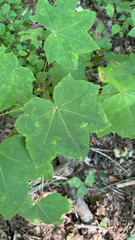 Kalopanax septemlobus