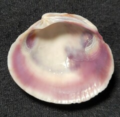 Leukoma asperrima
