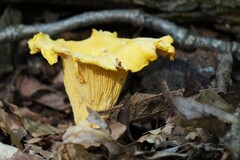 Cantharellus phasmatis