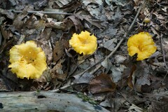 Cantharellus phasmatis