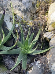 Aloe succotrina