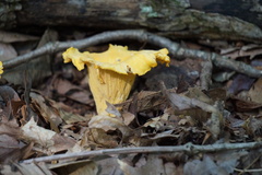 Cantharellus phasmatis