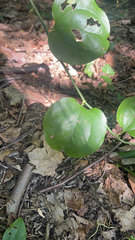 Smilax