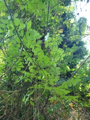 Styphnolobium japonicum