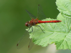 Sympetrum sanguineum