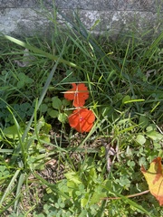 Impatiens walleriana