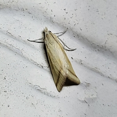 Microtheoris vibicalis