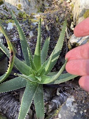 Aloe succotrina