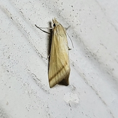 Microtheoris vibicalis