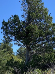 Chamaecyparis thyoides